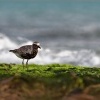 Kulik bledy - Pluvialis squatarola - Grey Plover o3200